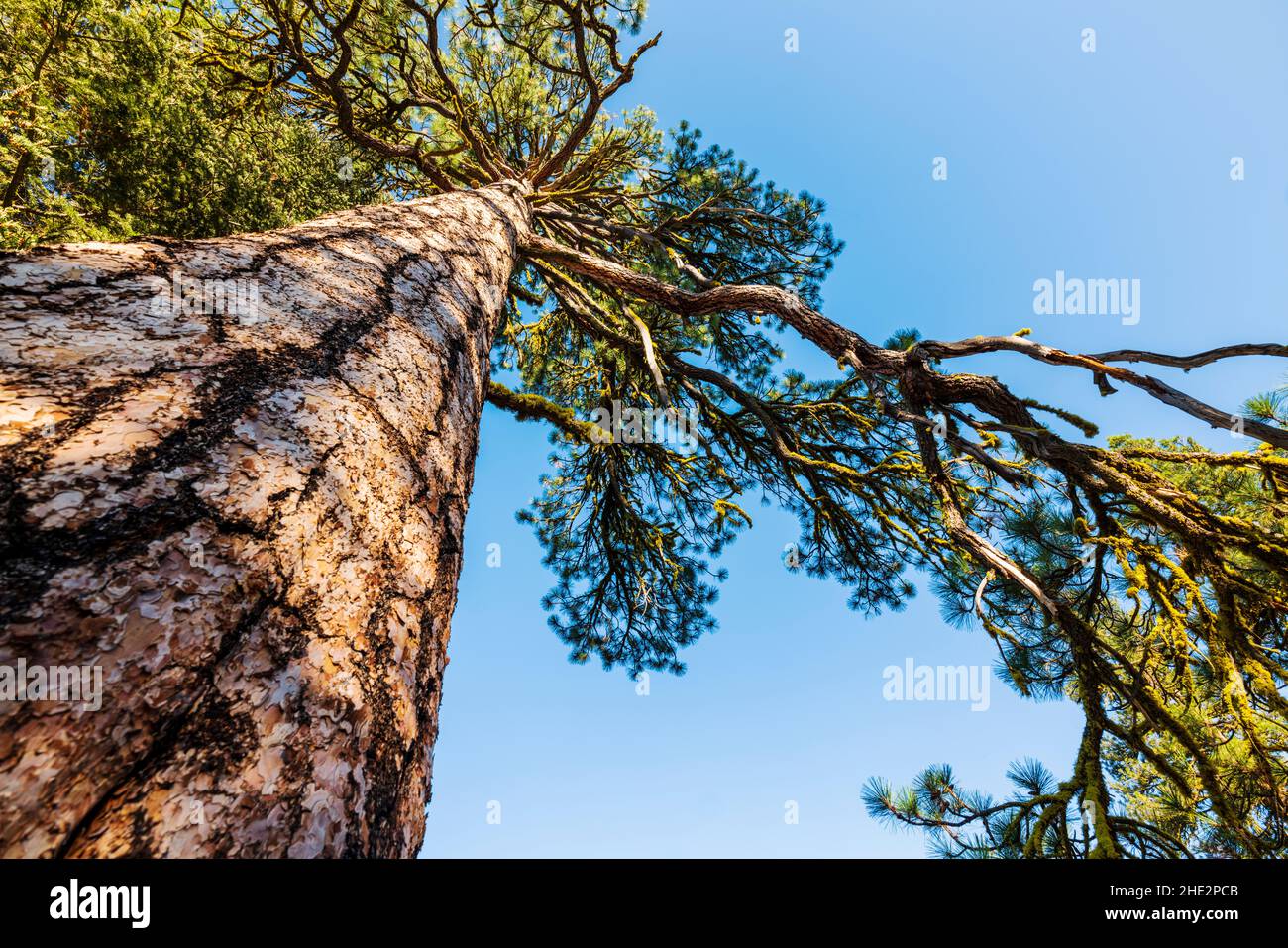 Pino Ponderosa; Pinus ponderosa; pino toro; pino blackjack; pino giallo occidentale; Pino filippino; Camus Sno-Park; Adel; Oregon; USA Foto Stock