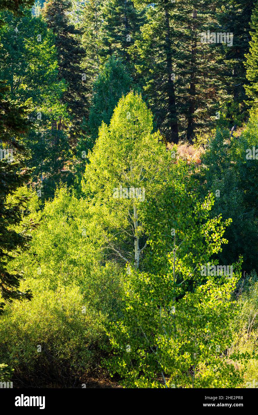 Aspen Tree retroilluminato; Camus Sno-Park; Adel; Oregon; USA Foto Stock