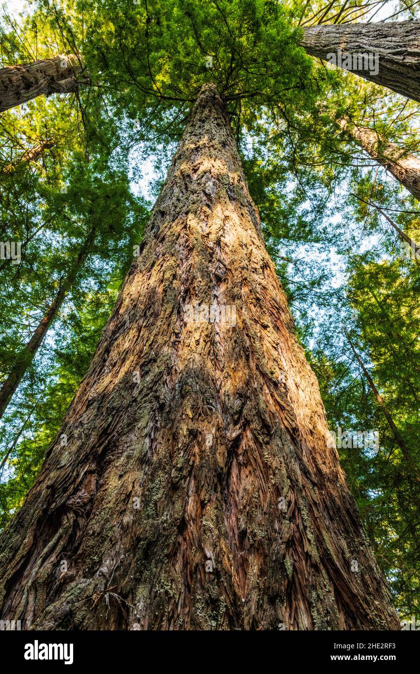 Coast Redwood Trees; Redwoods National & state Parks; Oregon Coast; USA Foto Stock