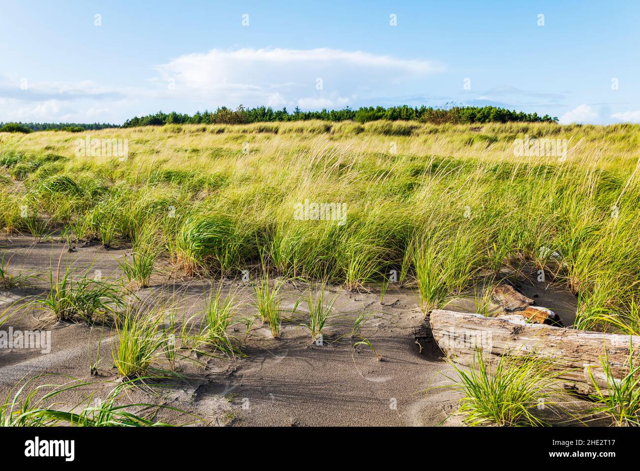 Dune Grasses; Fort Stevens state Park; Oceano Pacifico; costa dell'Oregon; vicino Warrenton; Oregon; USA Foto Stock
