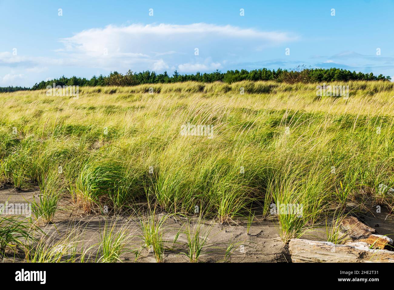 Dune Grasses; Fort Stevens state Park; Oceano Pacifico; costa dell'Oregon; vicino Warrenton; Oregon; USA Foto Stock