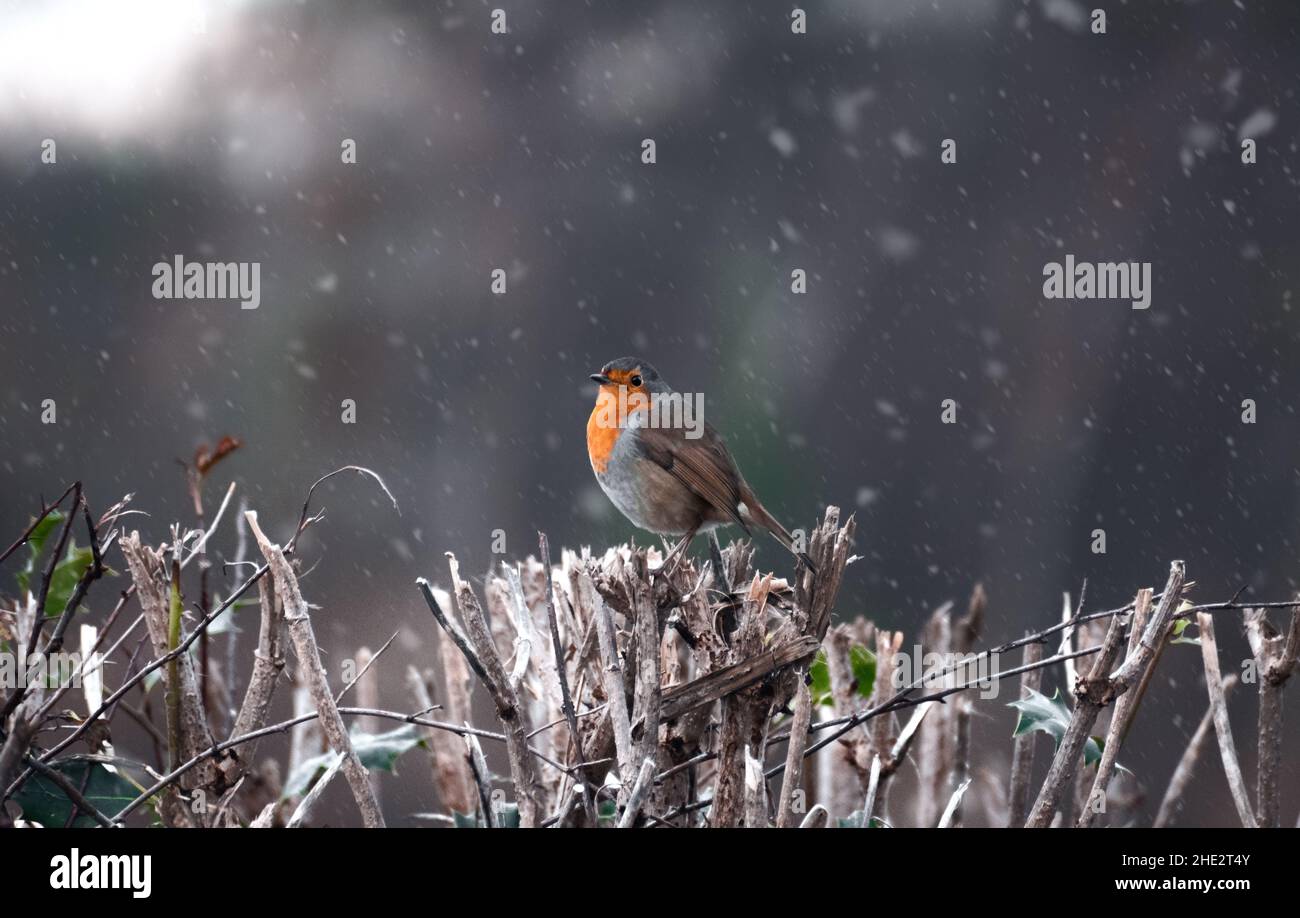 Robin redbreast arroccato su una siepe durante un freddo pomeriggio invernale nevoso nel Regno Unito Foto Stock