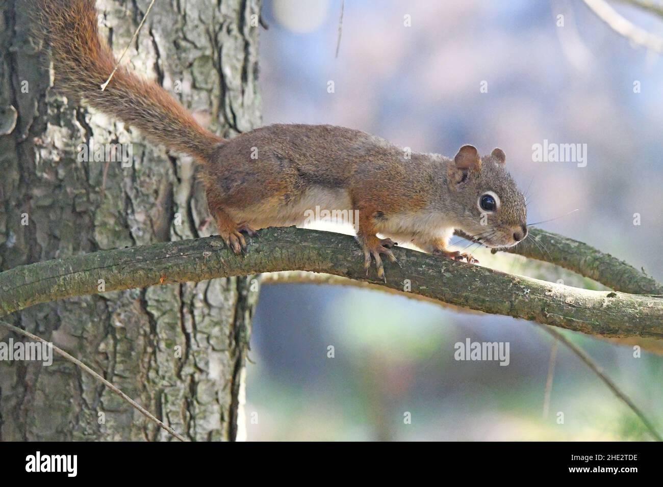 Scoiattolo rosso americano (Tamiasciurus hudsonicus) cammina sul ramo Foto Stock
