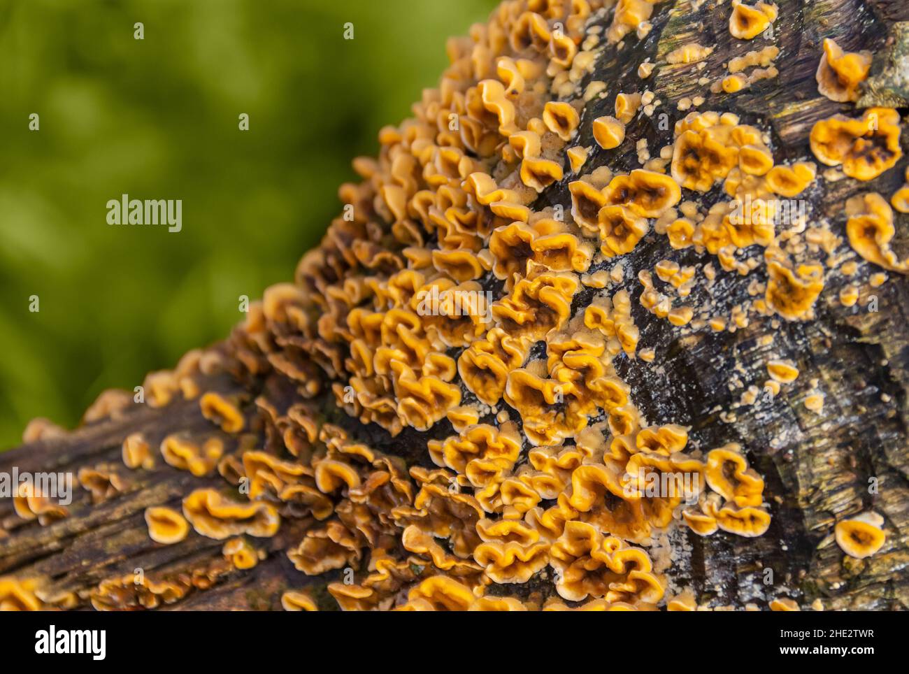 Closeup shot di un tronco di albero cresciuto con un sacco di polipori di colore arancione Foto Stock