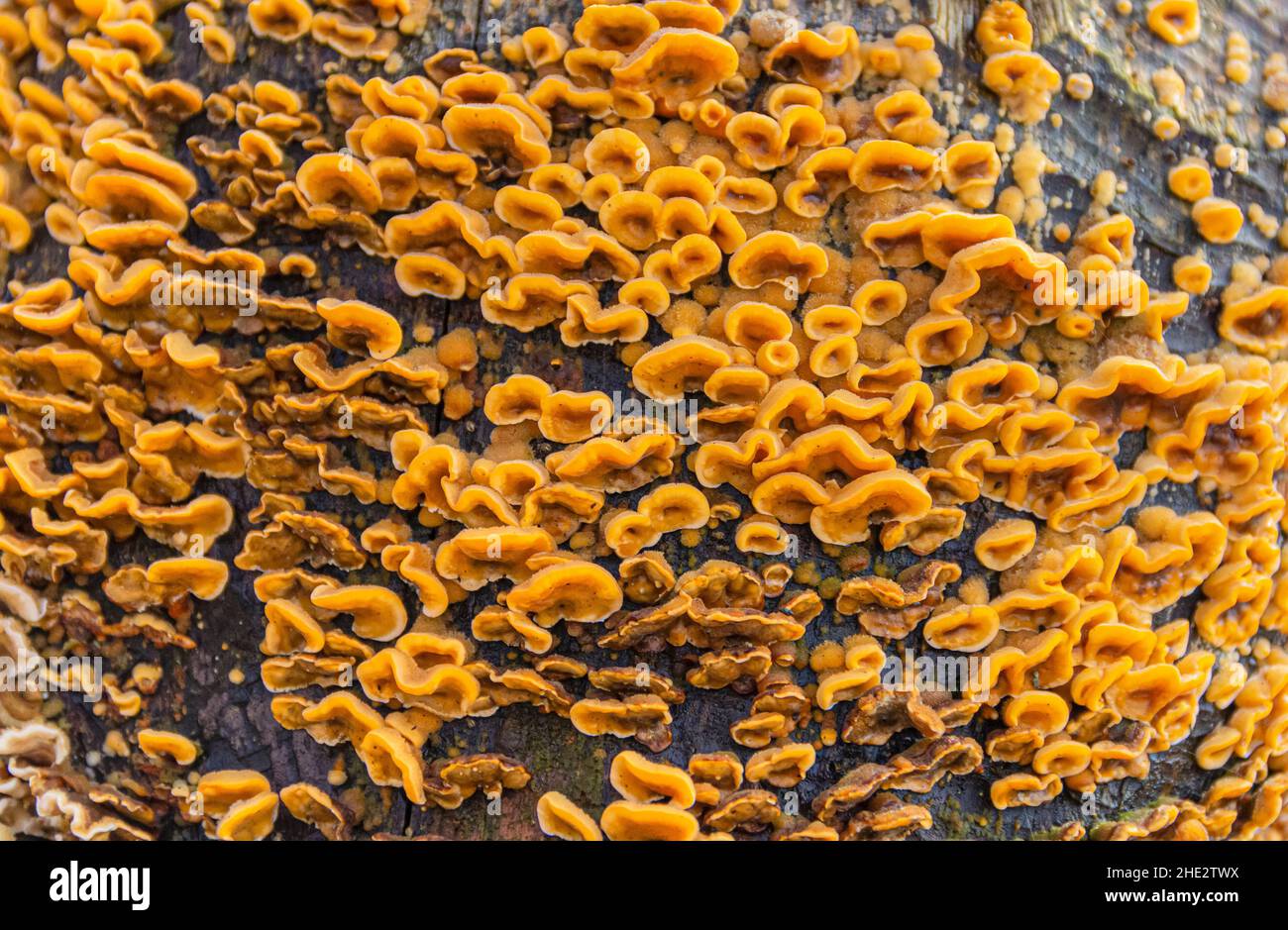 Closeup shot di un tronco di albero cresciuto con un sacco di polipori di colore arancione Foto Stock