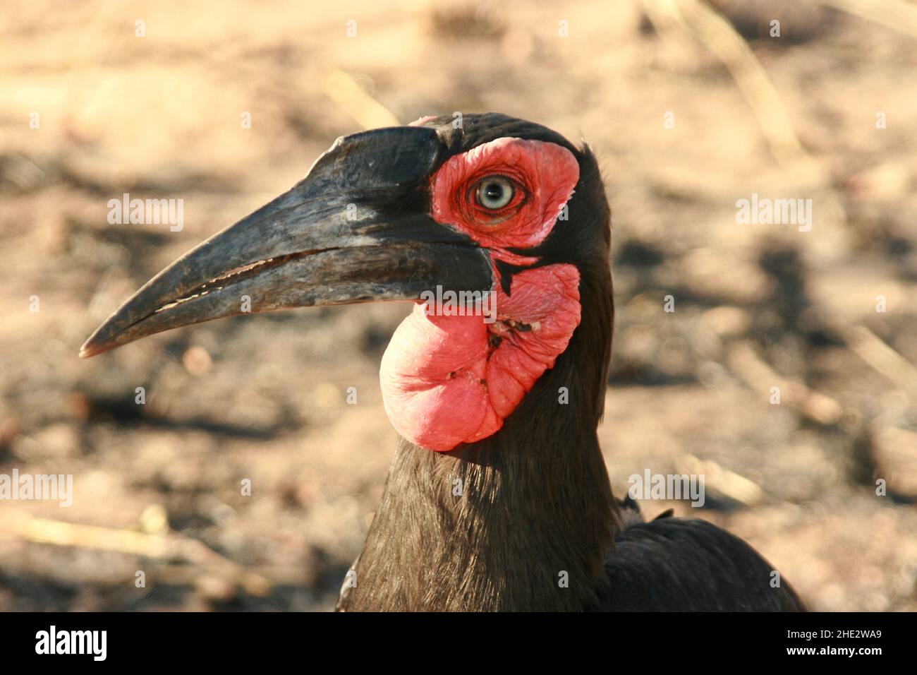 Southern Ground Hornbill, parco nazionale Kruger Foto Stock