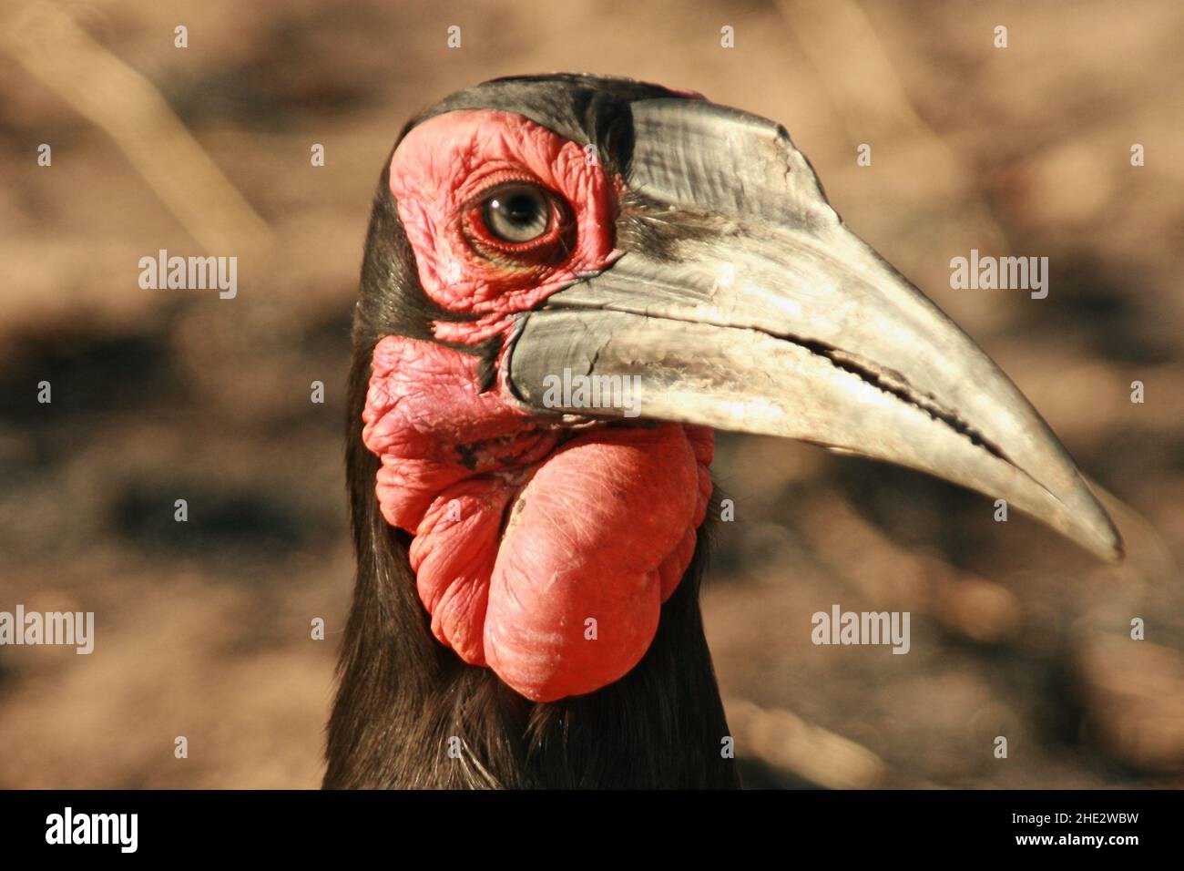 Southern Ground Hornbill, parco nazionale Kruger Foto Stock