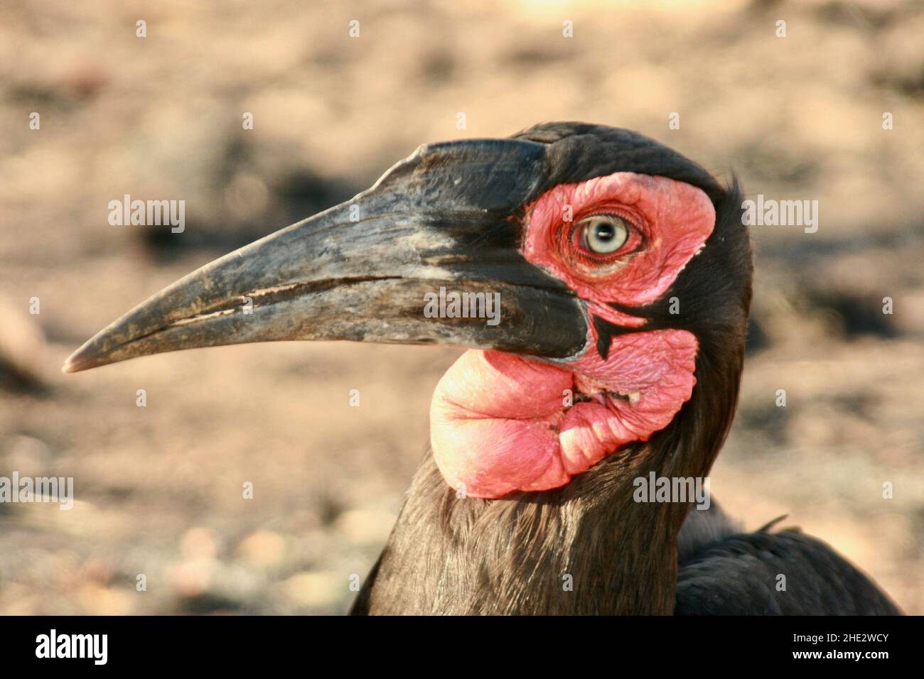 Southern Ground Hornbill, parco nazionale Kruger Foto Stock