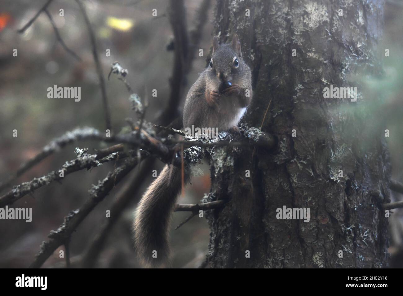 Scoiattolo mangiare frutta su un ramo nella foresta. Foto Stock