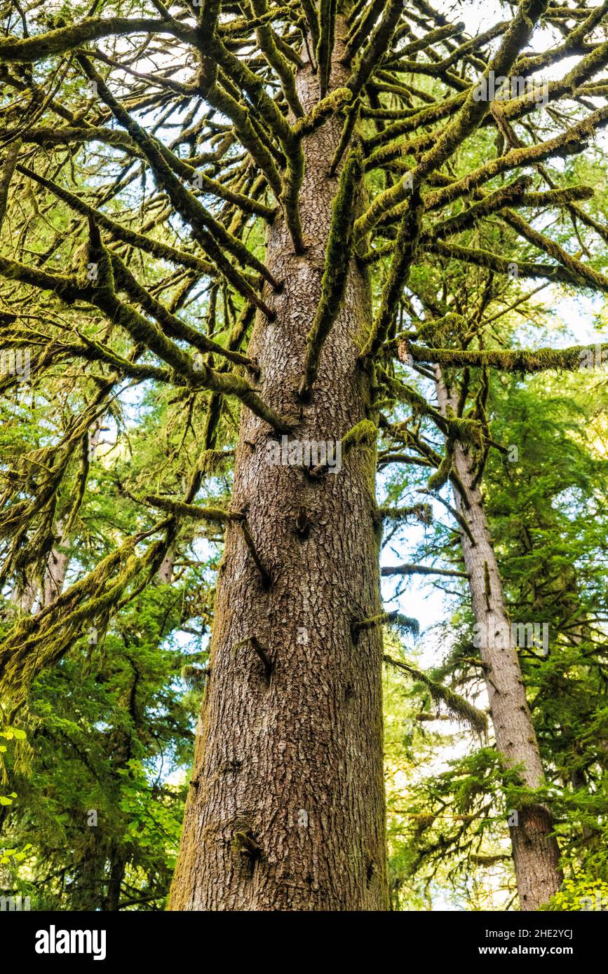 Muschio coperto Western Hemlock Tree; Silver Falls state Park; Oregon; USA Foto Stock