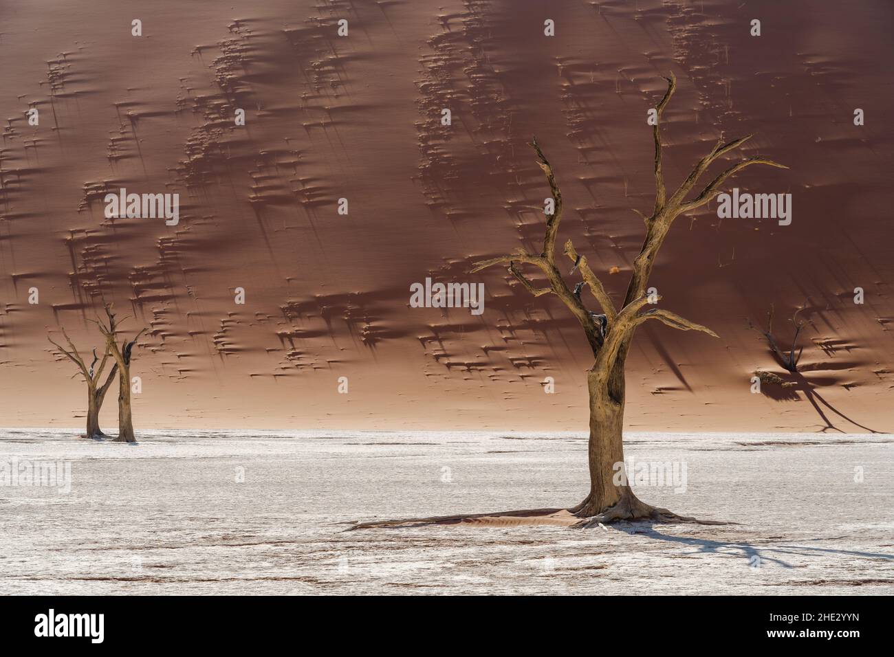 Alberi morti di camelthorn contro le imponenti dune di sabbia a Deadvlei, Namib-Naukluft National Park, Namibia, Africa. Foto Stock