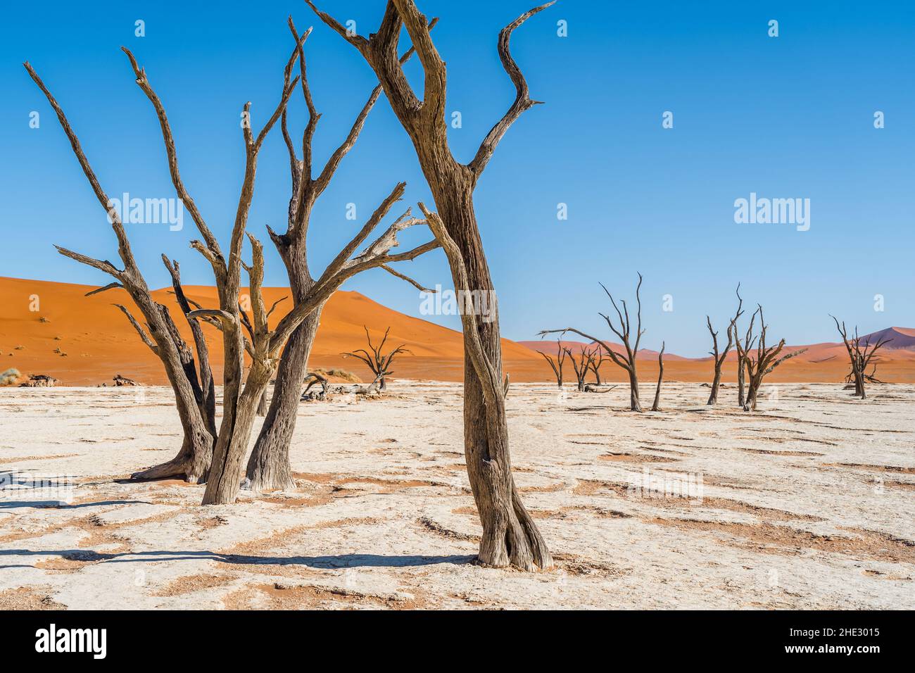 Alberi morti di camelthorn contro le imponenti dune di sabbia a Deadvlei, Namib-Naukluft National Park, Namibia, Africa. Foto Stock