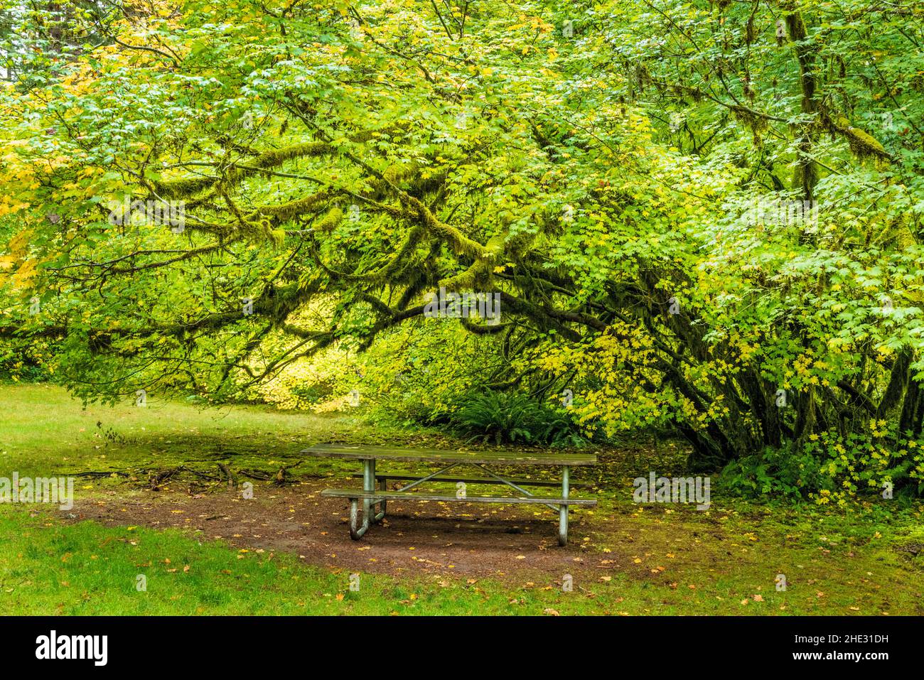 Tavolo da picnic sotto un lussureggiante albero coperto di muschio verde; Silver Falls state Park; Oregon; USA Foto Stock