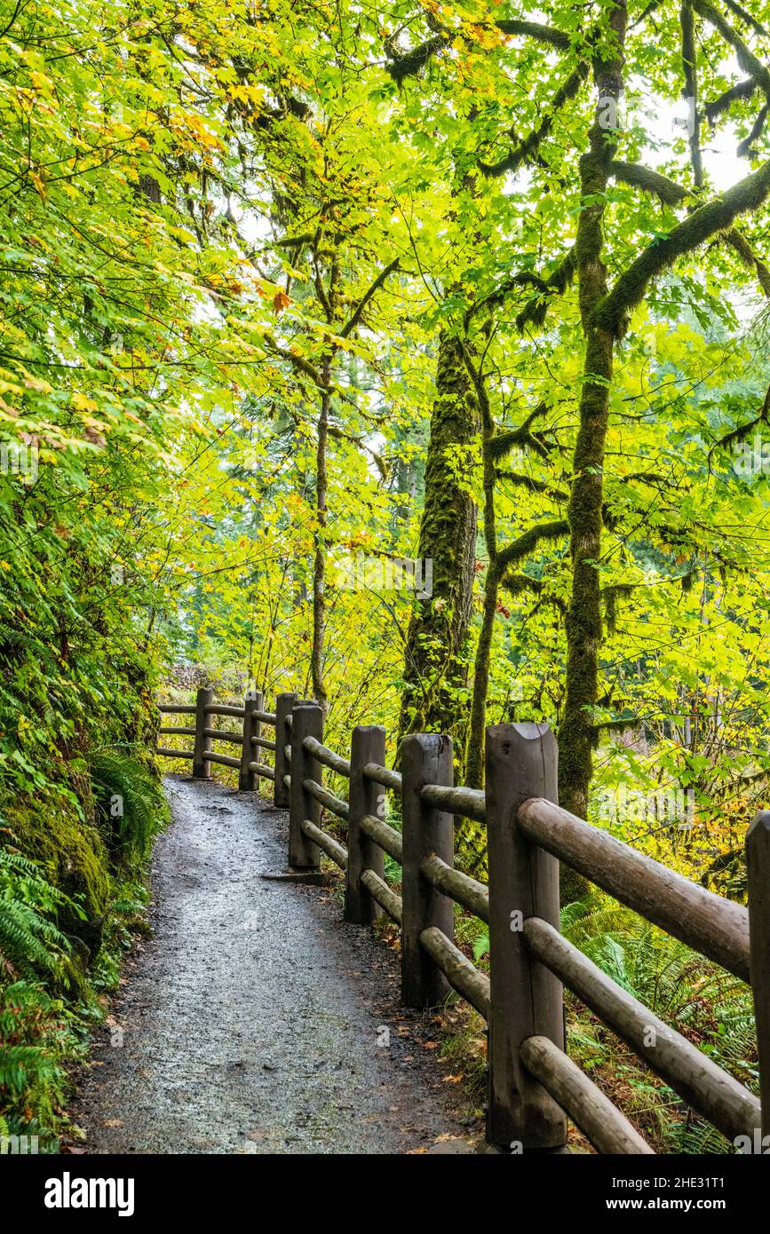 Colori autunnali lungo Trail of Ten Falls; Silver Falls state Park; Oregon; USA Foto Stock