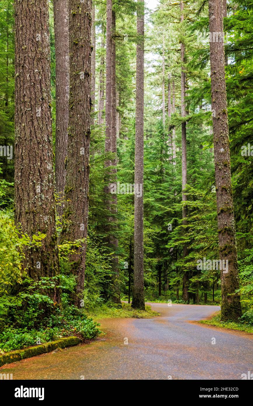 Percorso tortuoso; Silver Falls state Park; Oregon; USA Foto Stock