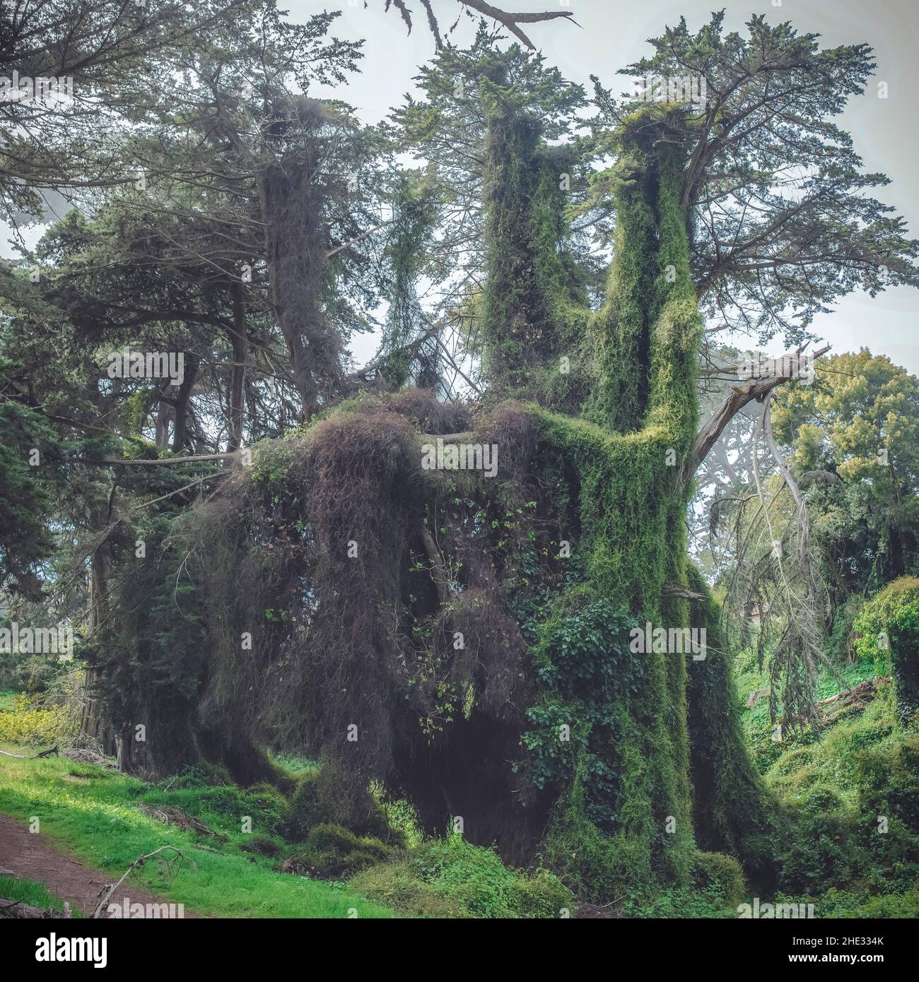 Vista panoramica degli alberi coperti da piante di muschio nella foresta Foto Stock