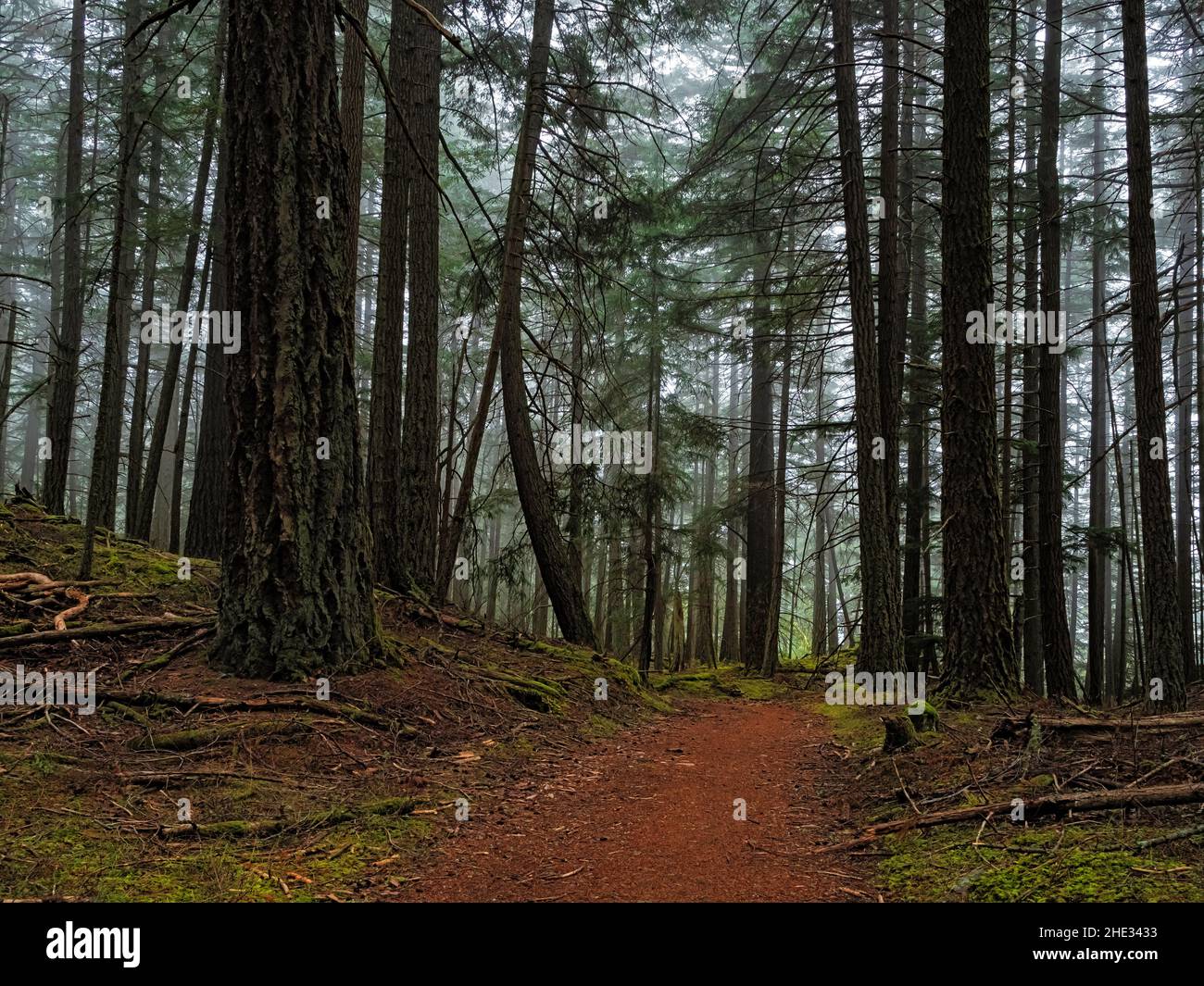 WA21038-00...WASHINGTON - una giornata di nebbia lungo il Mount Pickett Trail nel Moran state Park sull'isola di Orcas, una delle isole di San Juan. Foto Stock