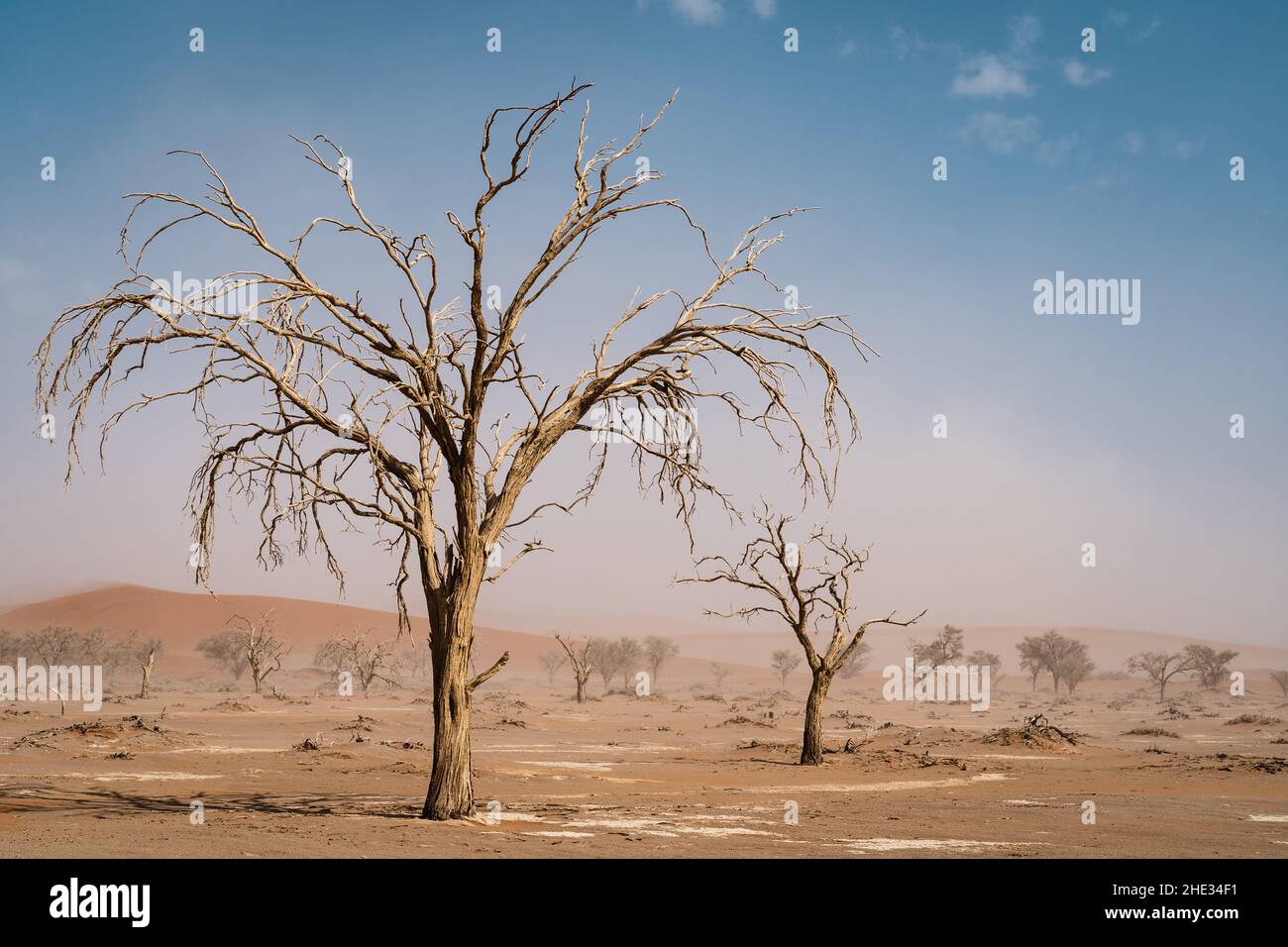 Alberi morti di acacia vicino a Sossusvlei nel deserto del Namib, Namibia, Africa. Foto Stock