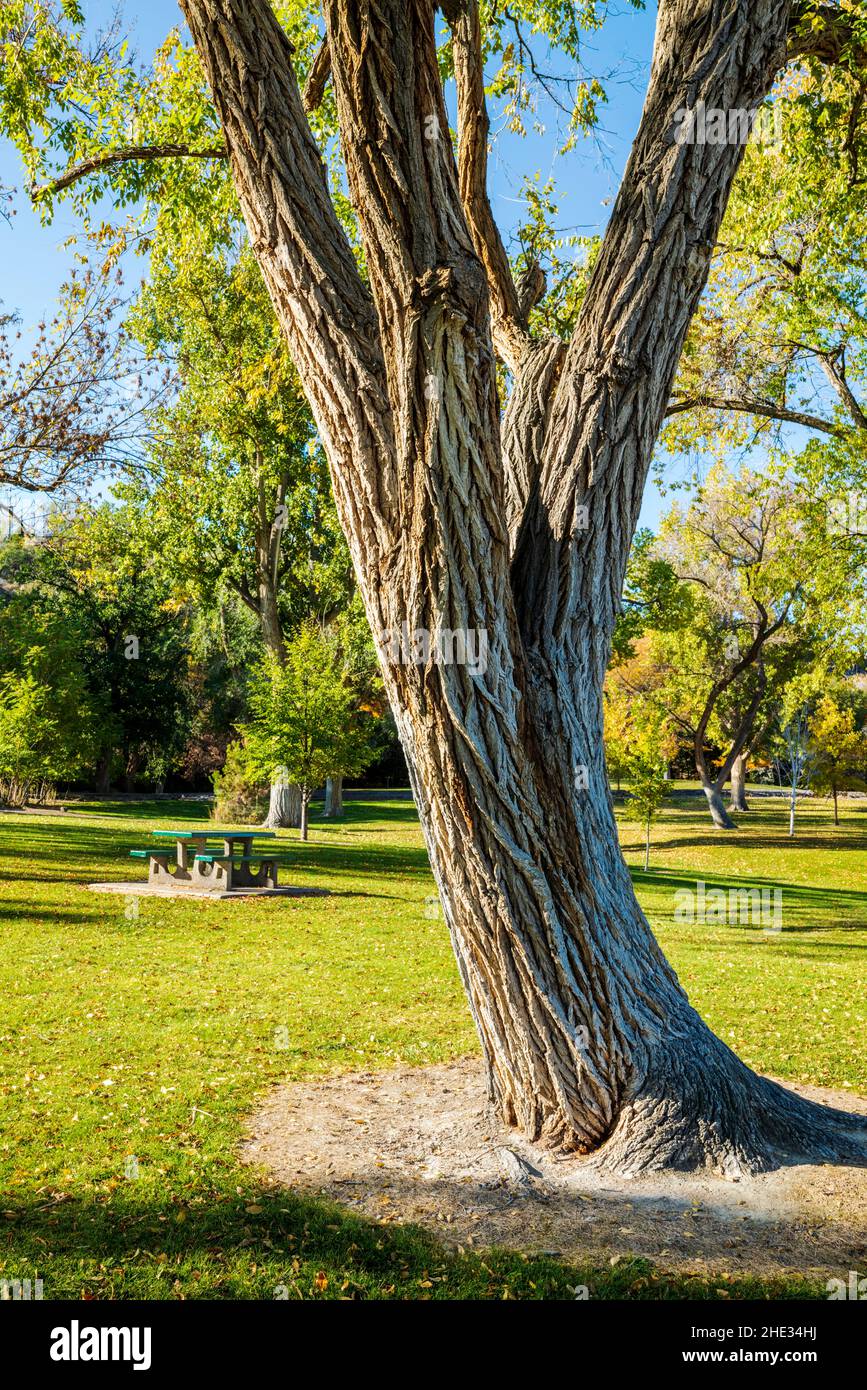 Splendidi colori autunnali; albero dell'Elmo siberiano; pompa Ulmas; Parco delle Cascate Shoshone; progetto idroelettrico delle Cascate Shoshone; Canyon del Fiume Snake; vicino alle Cascate Gemelle Foto Stock
