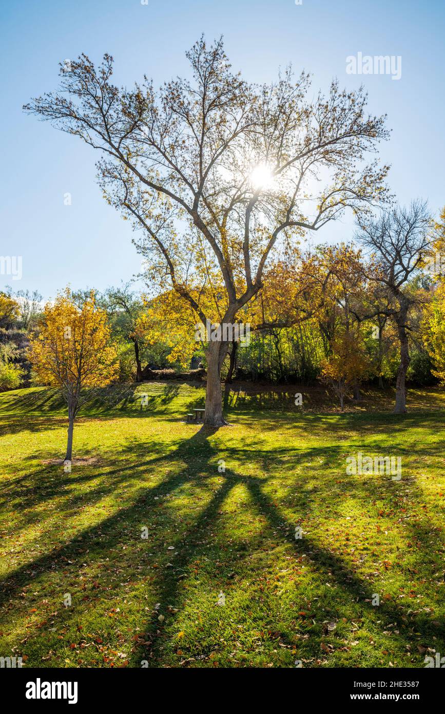 Splendidi colori autunnali; albero dell'Elmo siberiano; pompa Ulmas; Parco delle Cascate Shoshone; progetto idroelettrico delle Cascate Shoshone; Canyon del Fiume Snake; vicino alle Cascate Gemelle Foto Stock