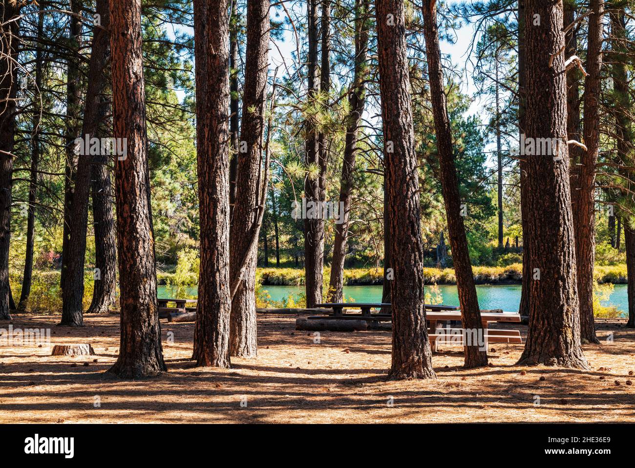 Pineta; fiume Deschutes; Near Bend; Oregon; USA Foto Stock