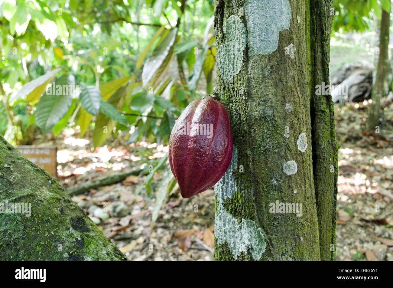 Frutta di cacao selvaggia su un albero Foto Stock