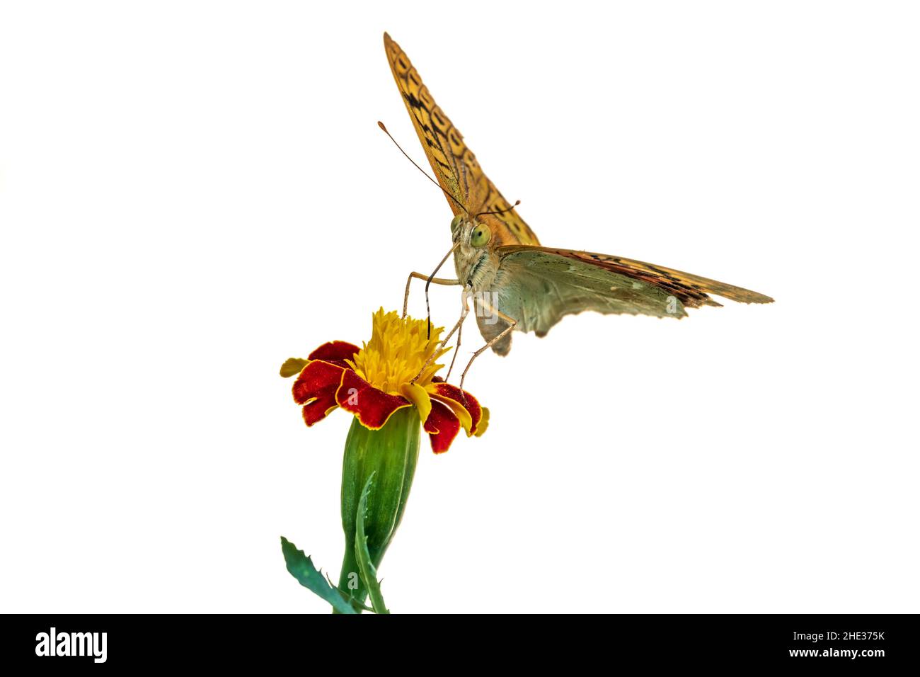 La farfalla verde scuro del frigliario raccoglie nettare su fiore, isolato su sfondo bianco. Speyeria aglaja, precedentemente conosciuta come Argynnis aglaja è un Foto Stock