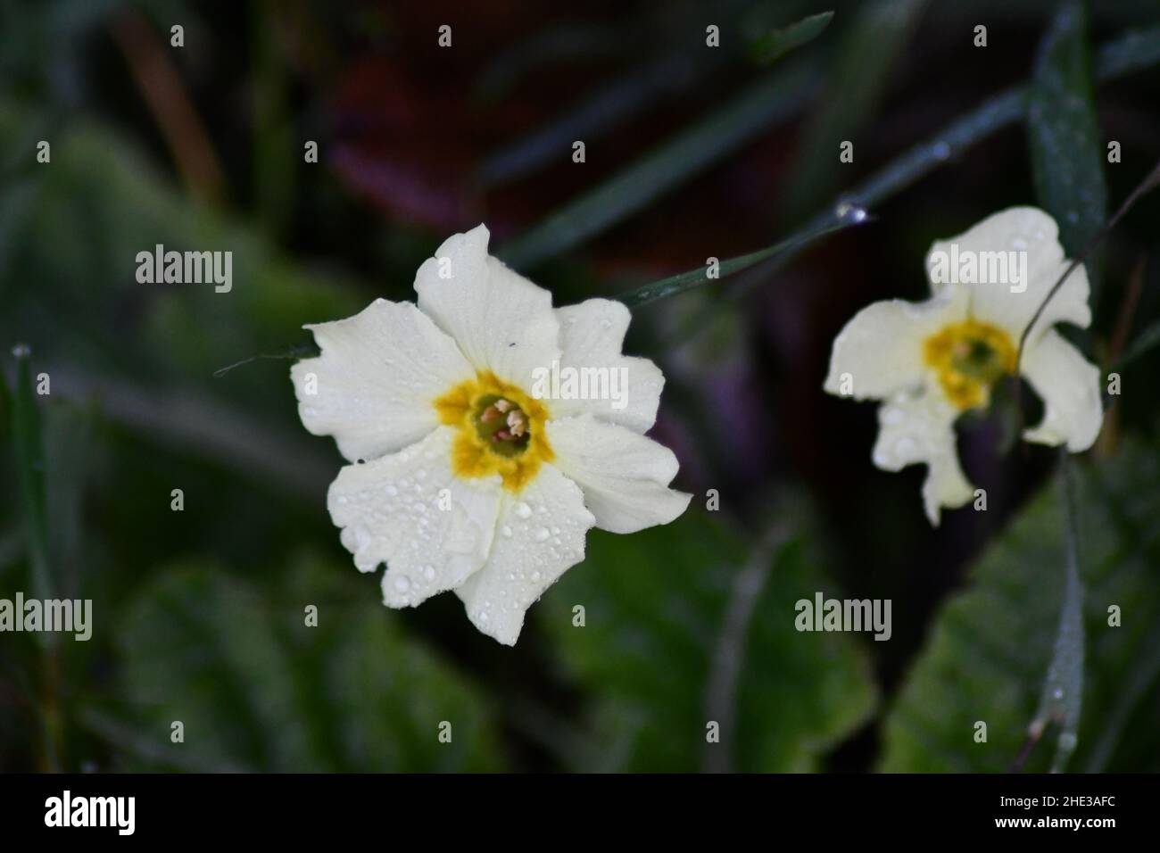 Un primera giallo di inizio inverno, Primula vulgaris, Primrose inglese, con gocce di rugiada mattina seduta sui suoi petali Foto Stock