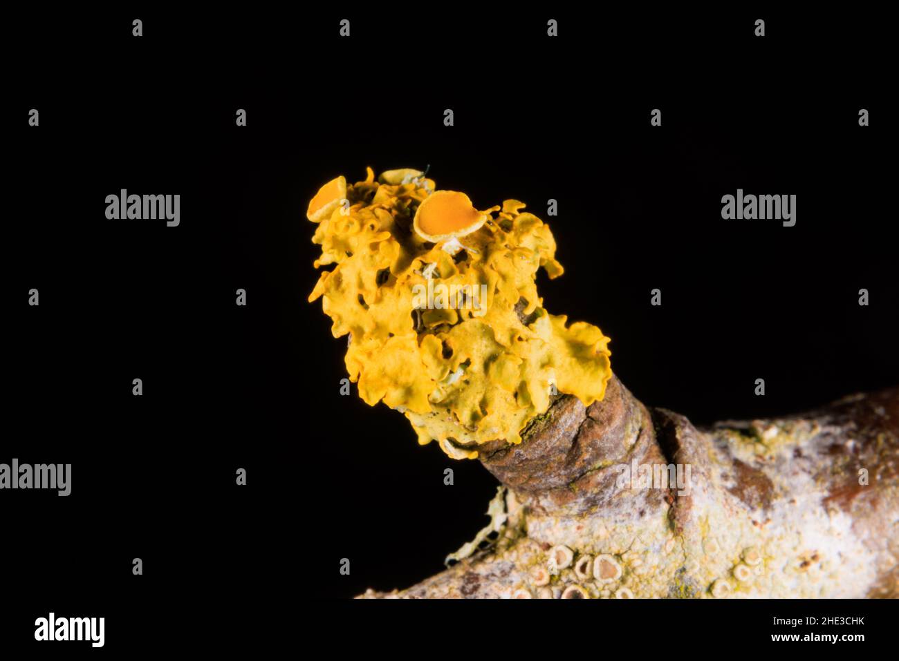 Lichen giallo comune su un ramo in primo piano Foto Stock