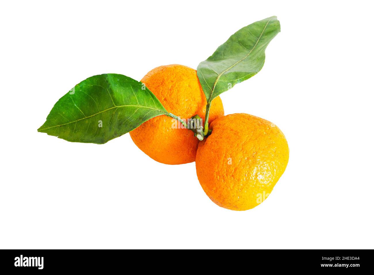 Due tangerini maturi con foglie verdi su sfondo bianco Foto Stock