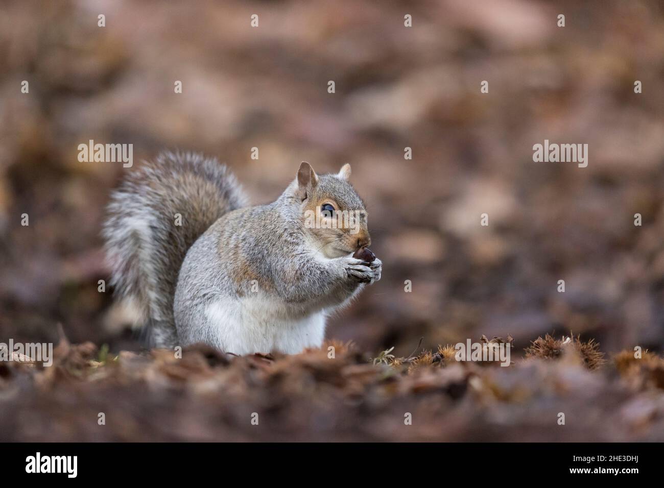 Scoiattolo grigio orientale (Sciurus carolinensis) ha introdotto specie, adulto in piedi sul pavimento del bosco alimentando su castagno dolce Foto Stock