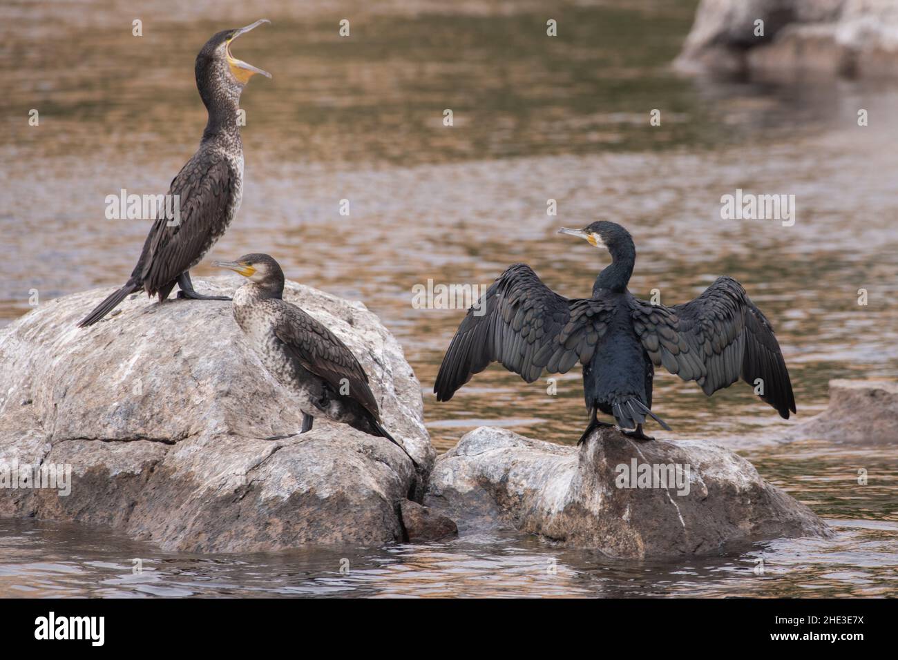 Grande cormorano (Phalacrocorax carbo) che asciuga le sue ali lungo il fiume Nilo in Egitto. Foto Stock