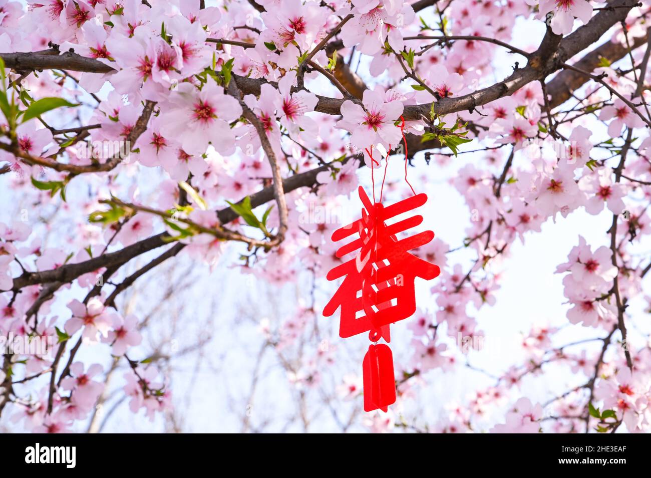 Un tradizionale geroglifo cinese per il Capodanno cinese, appeso a un ramo di una mandorla fiorente. Cartolina per le vacanze a est. Spazio di copia Foto Stock
