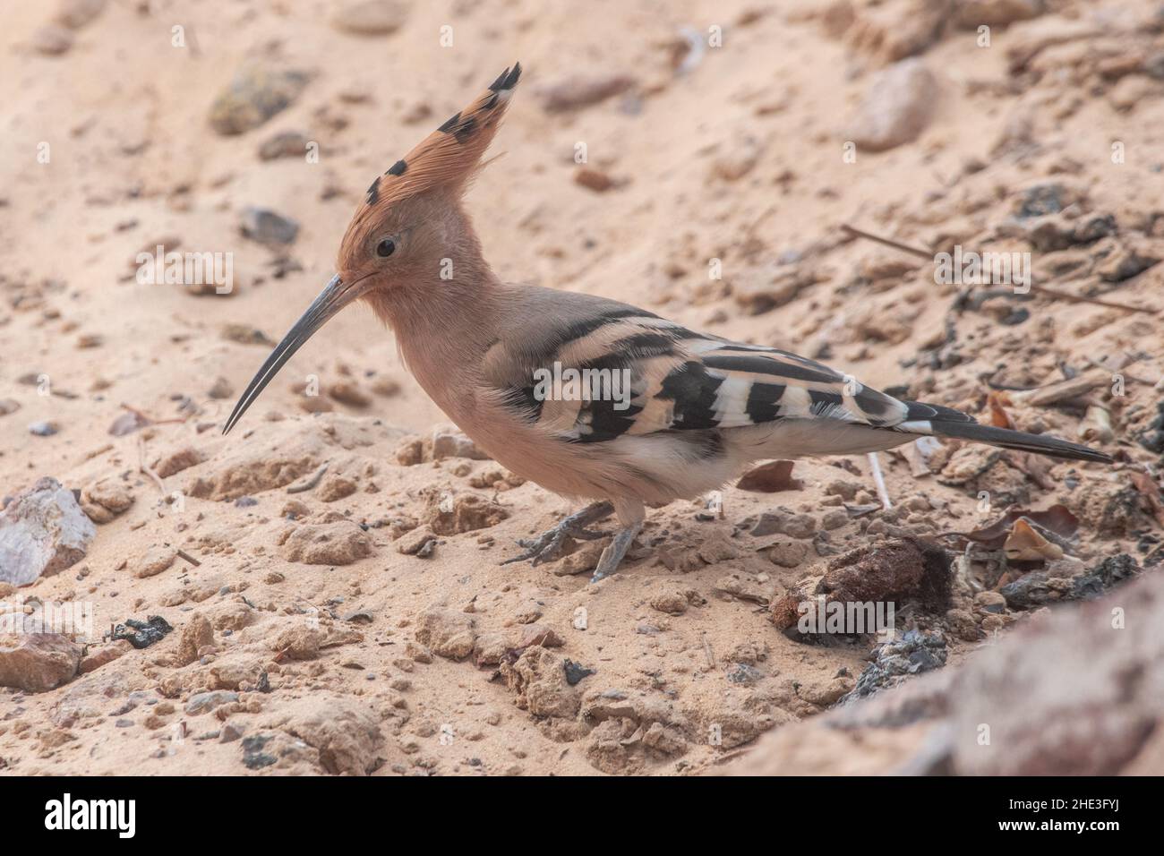 Il hoopoe eurasiatico (Upupa epops) foraging in sabbia vicino Assuan, Egitto. Foto Stock