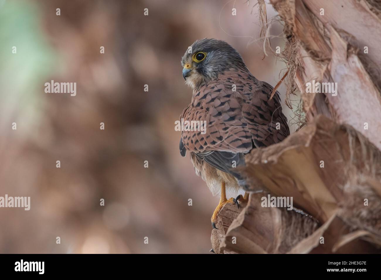 Un gheppio comune (Falco tinnunculus) in Hurghada, Egitto. Un piccolo uccello di preda che si nutre di uccelli, insetti, e roditori. Foto Stock