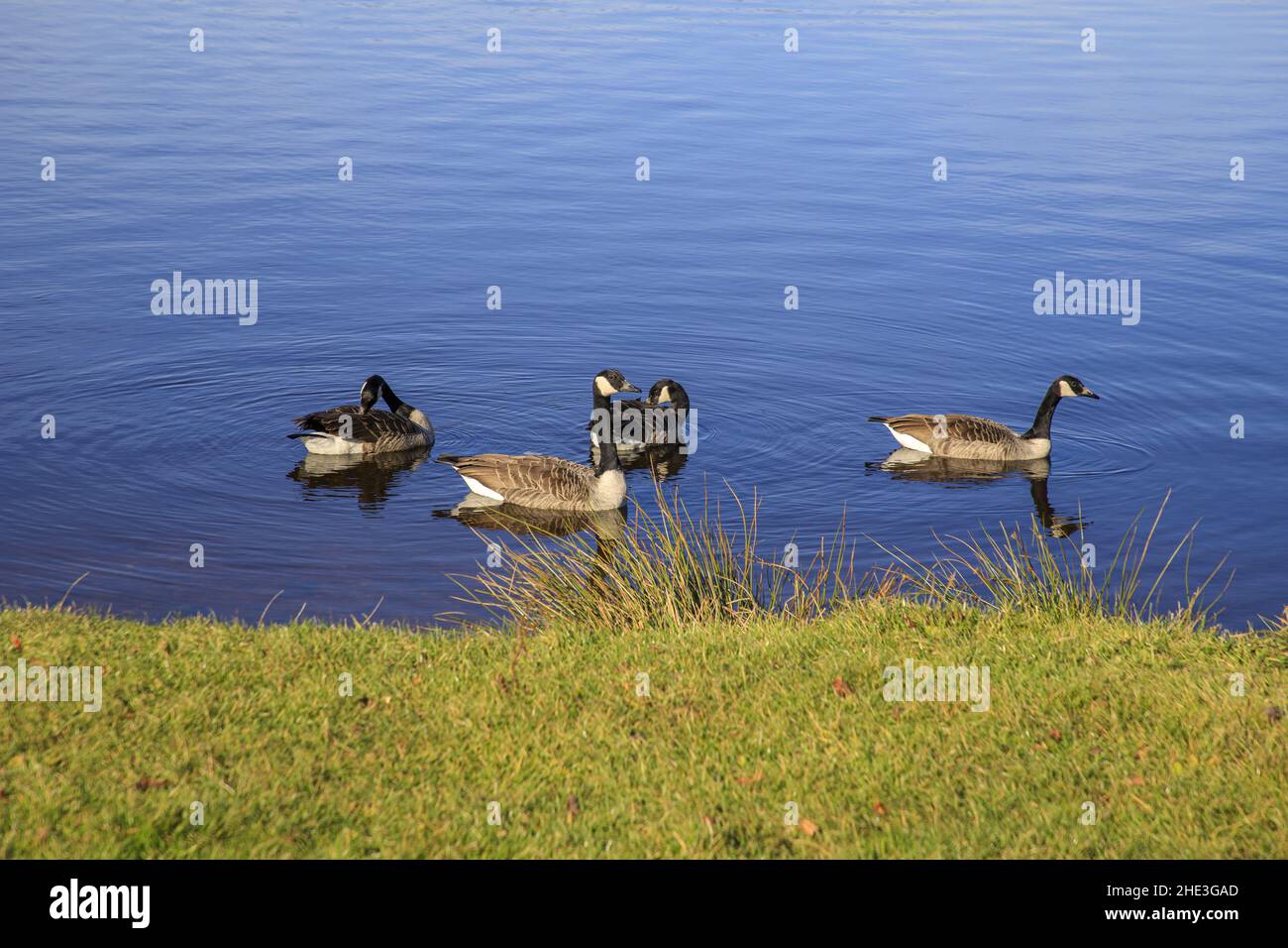 Piccolo gruppo di oche canadesi sul lago Weißenstadt Foto Stock