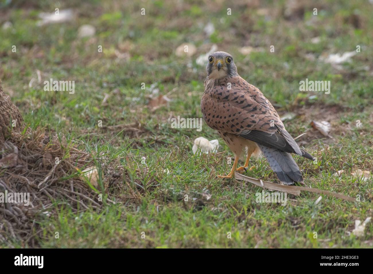 Un gheppio comune (Falco tinnunculus) in Hurghada, Egitto. Un piccolo uccello di preda che si nutre di uccelli, insetti, e roditori. Foto Stock