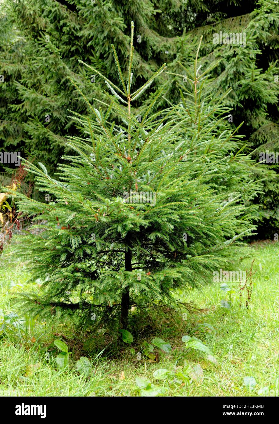 Whipsnade Tree Cathedral, Chilterns, Bedfordshire, Inghilterra, Regno Unito Foto Stock