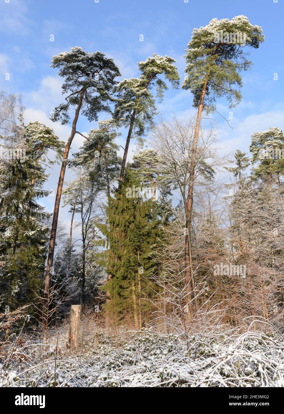 Paesaggio innevato nei boschi della regione di Westerwald durante l'inverno in Renania-Palatinato, Germania, Europa Foto Stock