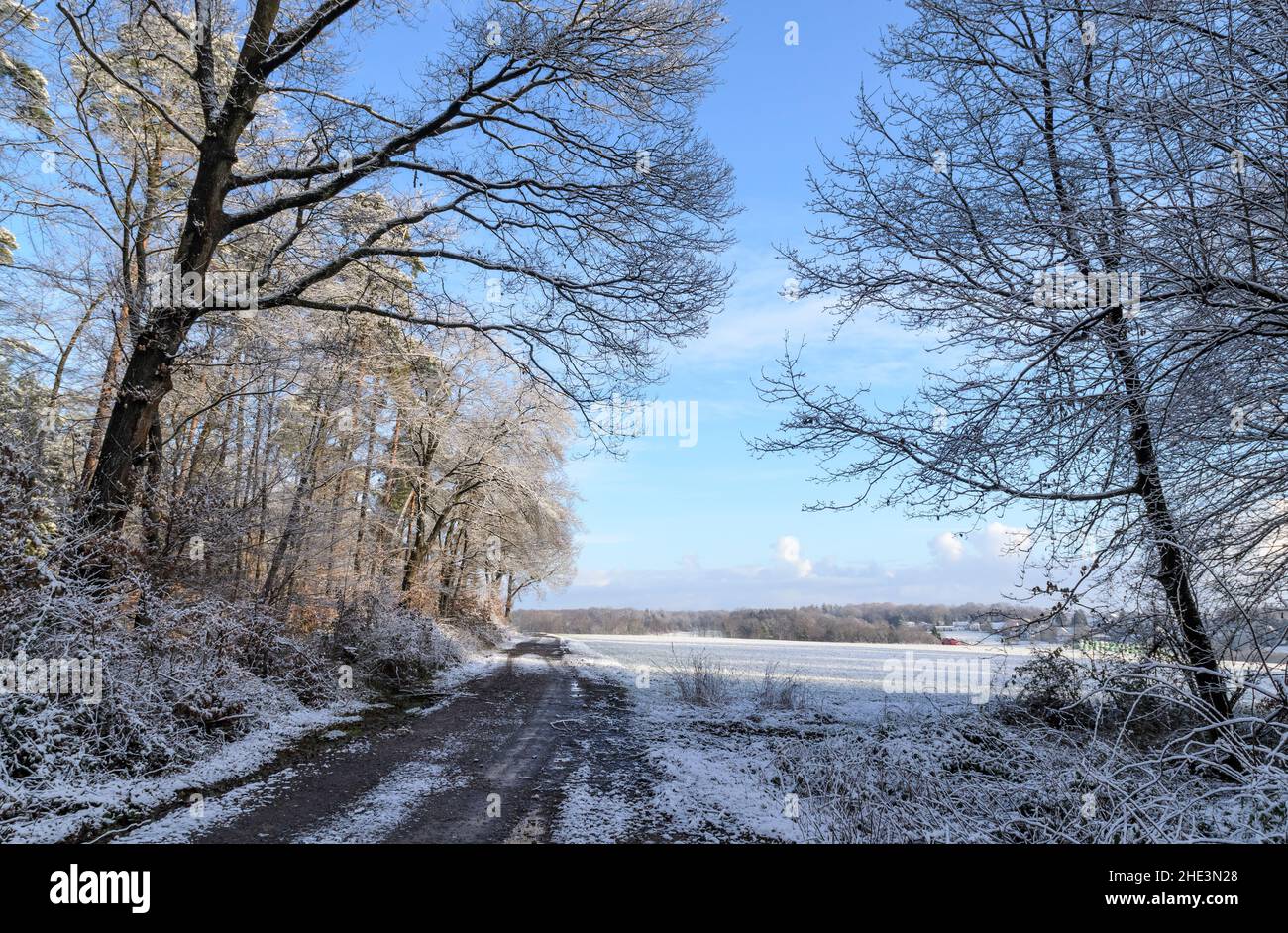 Paesaggio innevato nei boschi della regione di Westerwald durante l'inverno in Renania-Palatinato, Germania, Europa Foto Stock