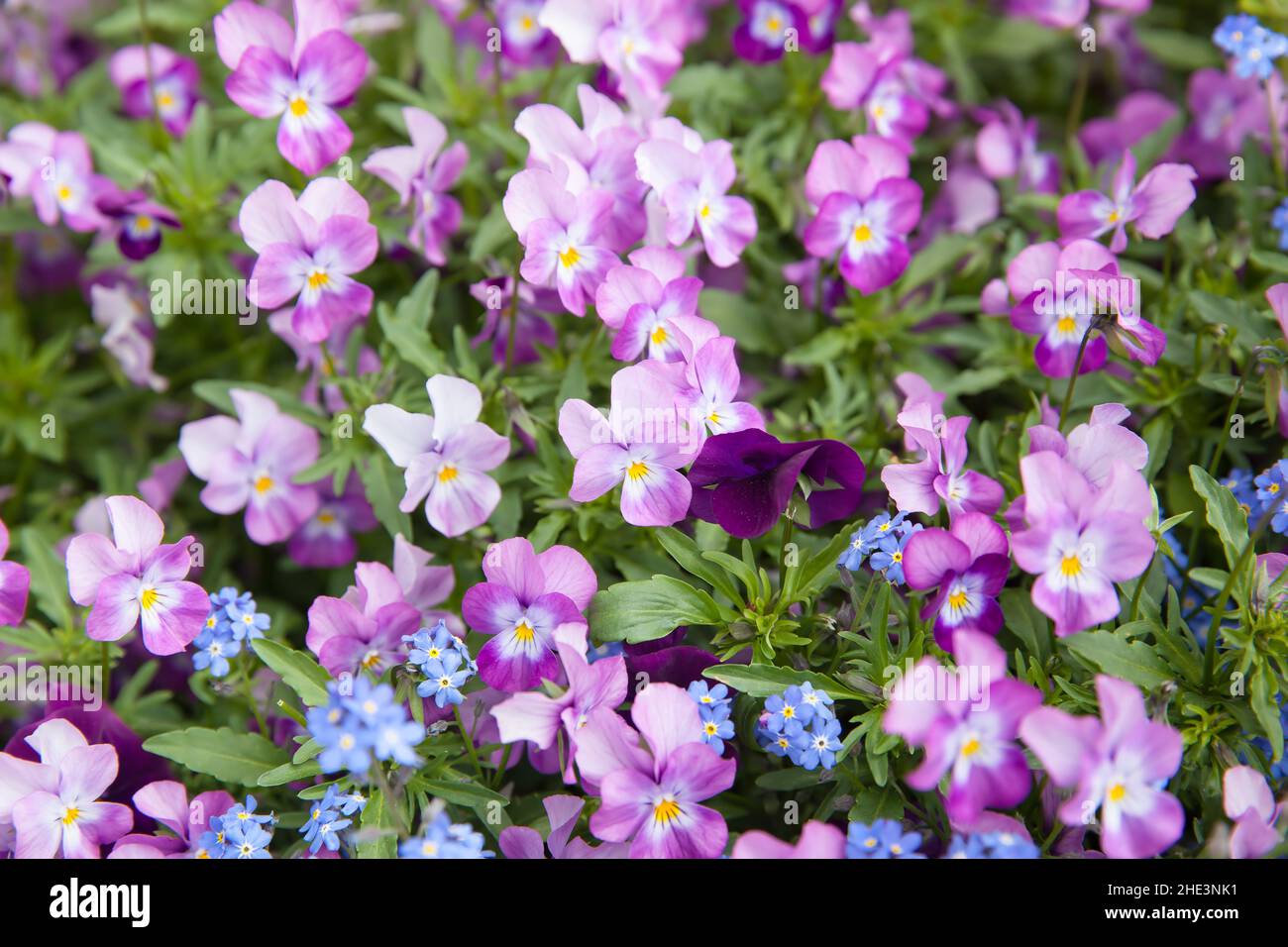 Fiori viola tufted pansy fiori primo piano. DOF poco profondo! Foto Stock