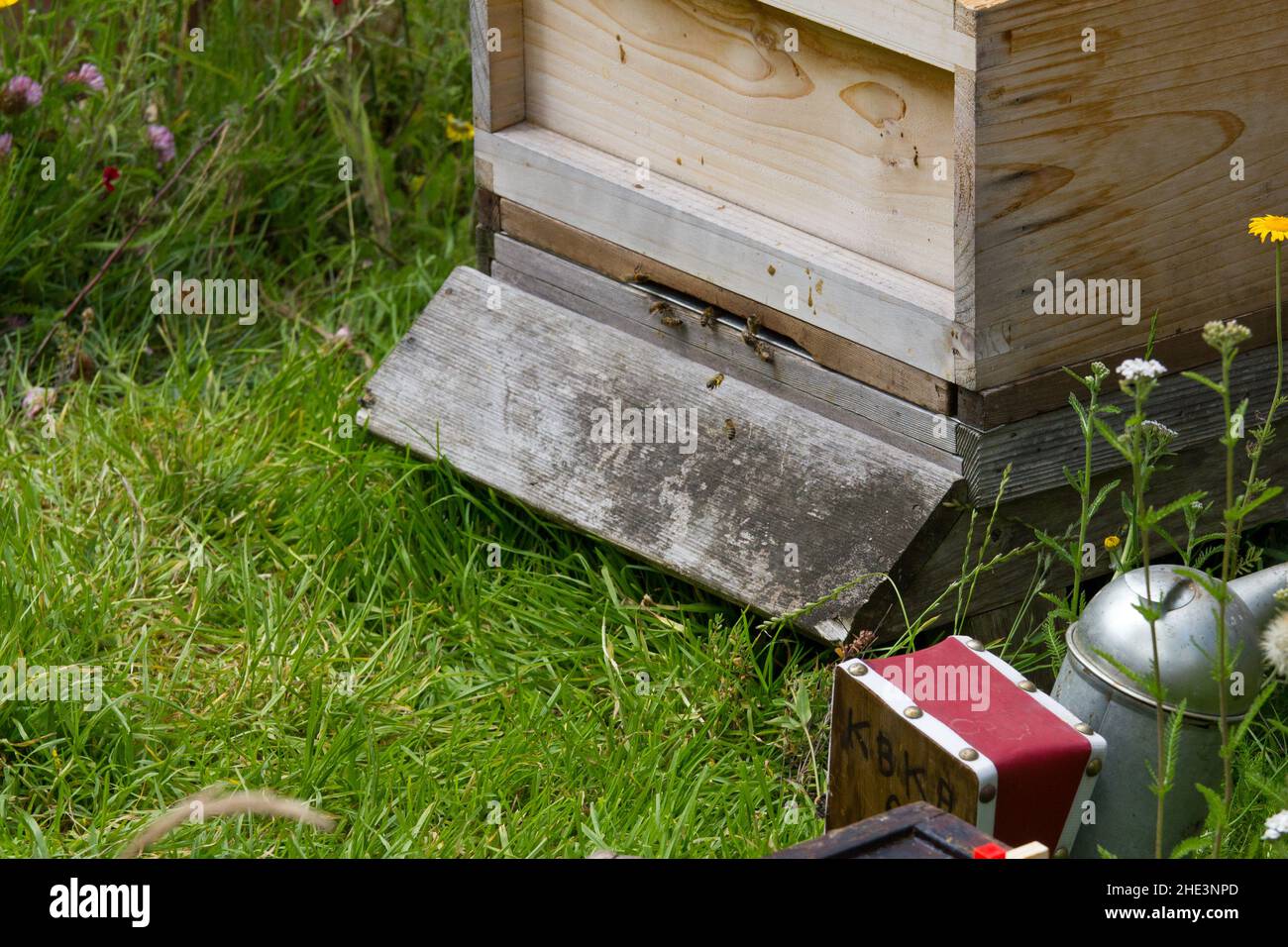 Un'alveare e numerose api da miele che entrano e escono. Un fumatore di api in primo piano. Foto Stock