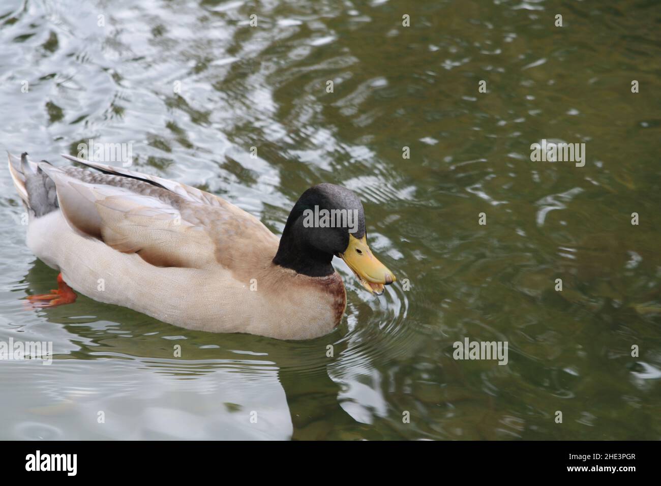 Mix Goose Mallard Breed a la Habra Lake nuoto ed essere amichevole Foto Stock