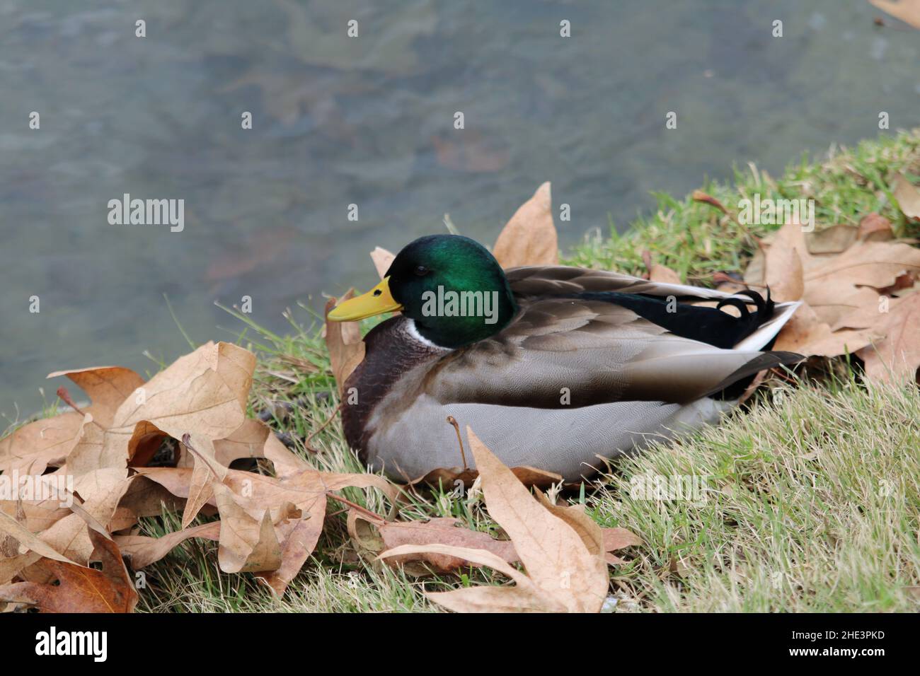 Mallard Ducks tranquillamente seduto vicino al lago in nuvoloso giorno d'inverno a la Habra Foto Stock