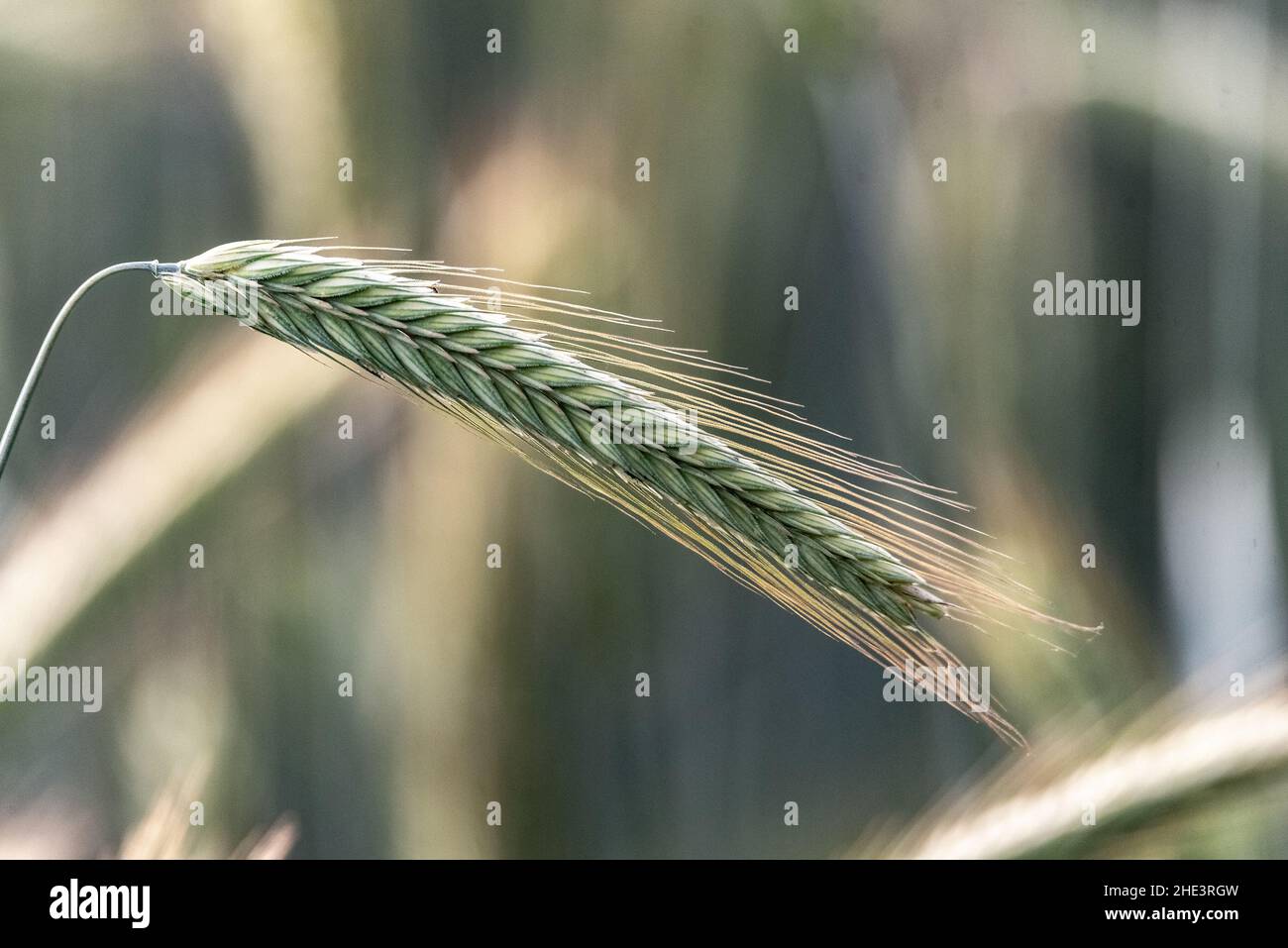 Cereali nel campo. Primo piano di orecchie di segale matura. Agricoltura in campagna. Paesaggio rurale. Foto Stock