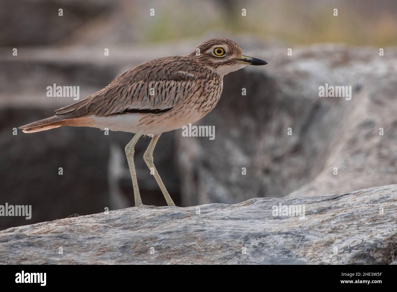 Il riccio di pietra (Burhinus oedicnemus saharae), una sottospecie del Nord Africa. Visto vicino Assuan sul fiume Nilo in Egitto. Foto Stock