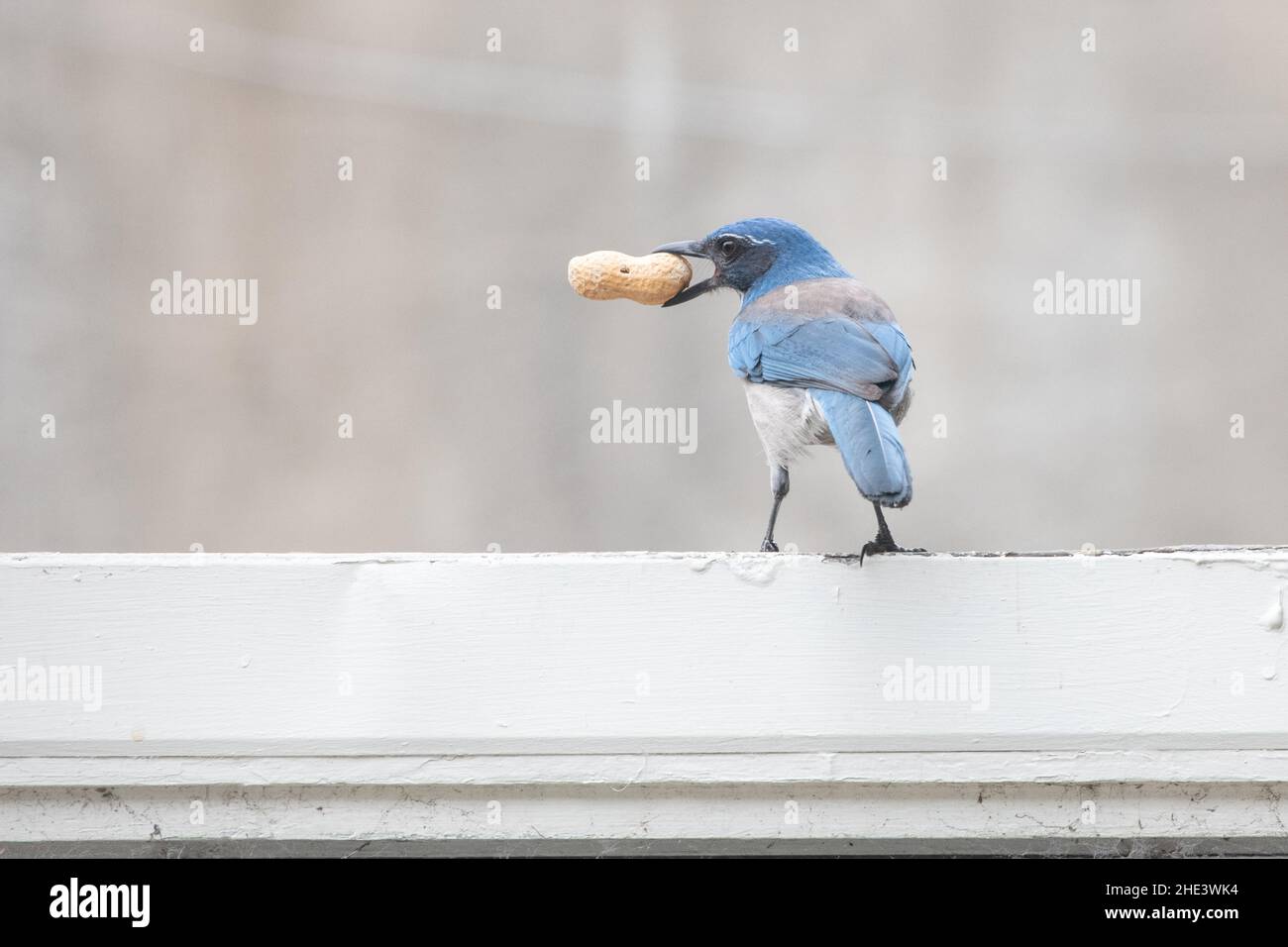 Un jay di scrub della California (Aphelocoma californica) che trasporta una arachidi da un alimentatore di uccello in un cortile a Berkeley, CA. Foto Stock