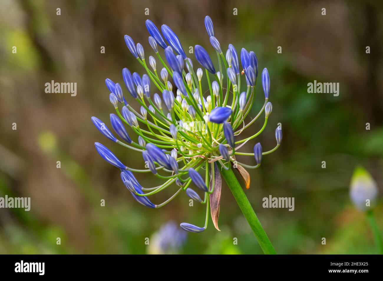 Blue Agapanthus African Lily close-up, elegante nella natura selvaggia. Foto Stock