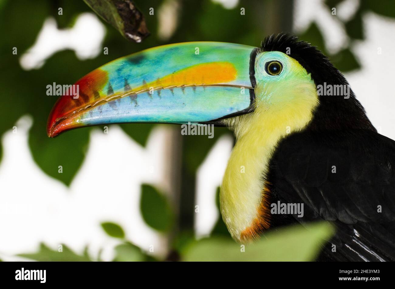 Ritratto di un toucan con fattura Keel (Ramphastos sulfuratus). Foto Stock