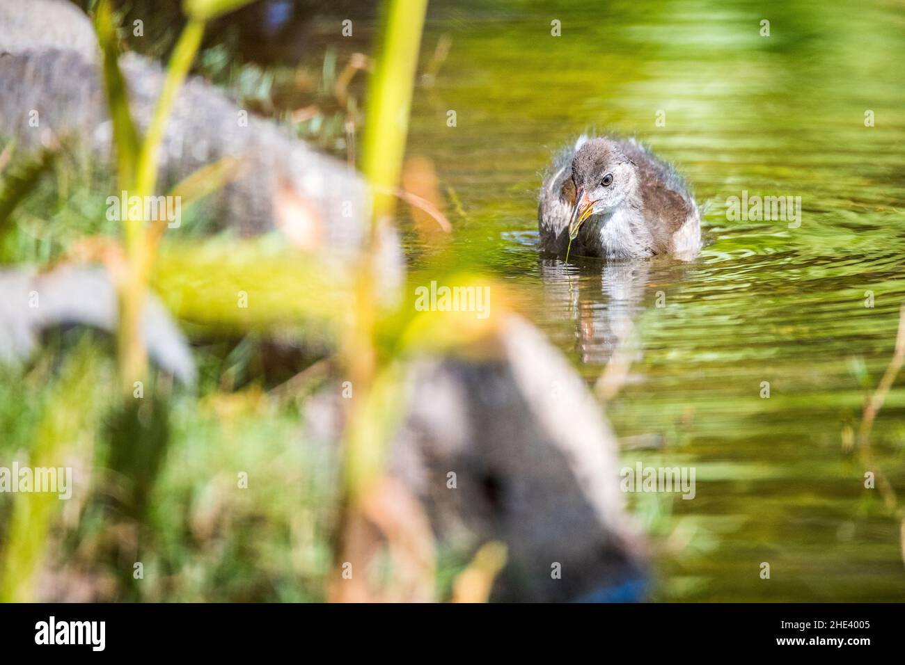 Moorhen (Gallinula chloropus), giovane in acqua. Foto Stock